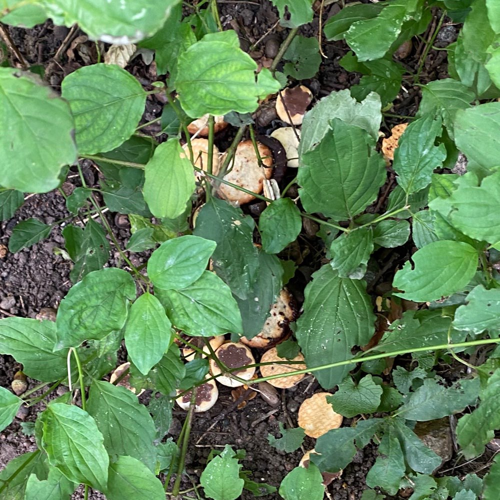 Giftköder-Evtl giftköder - Kekse-Profilbild