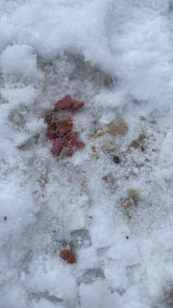 Giftköder-Leckerlis/Giftköder-Profilbild