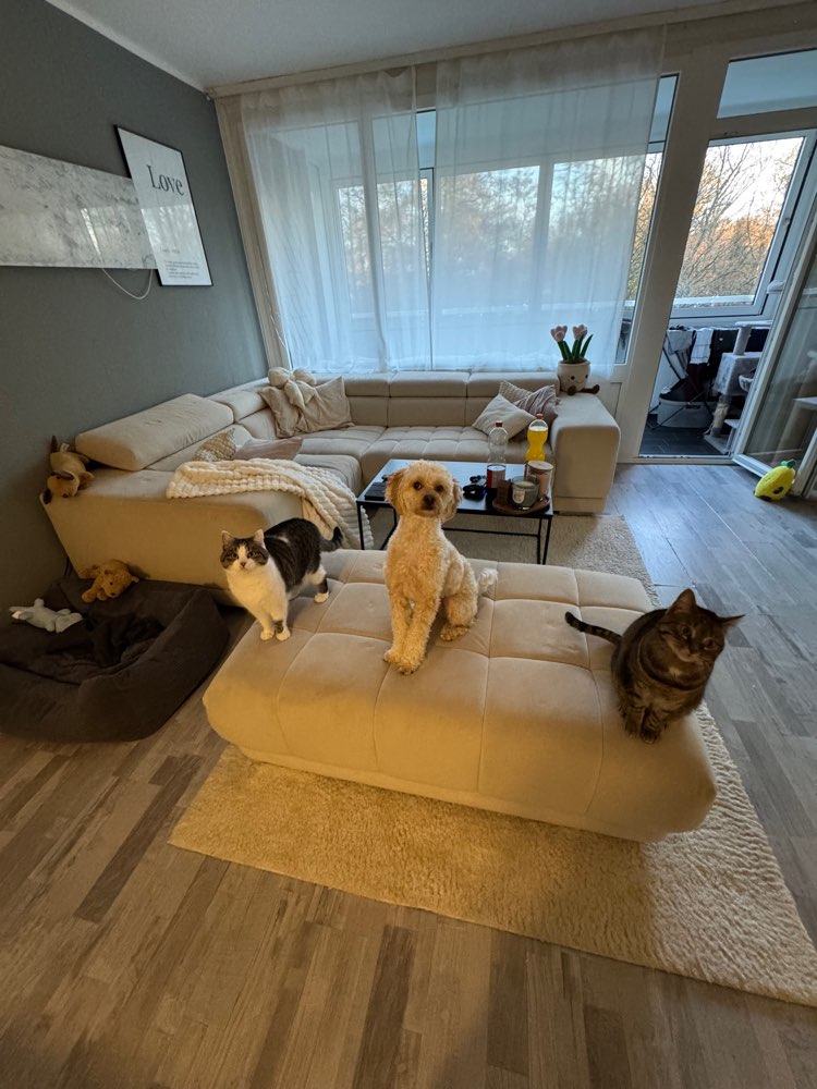 Hundetreffen-Gassi-Runden und Spieltreffen (Kaffee trinken:))-Profilbild