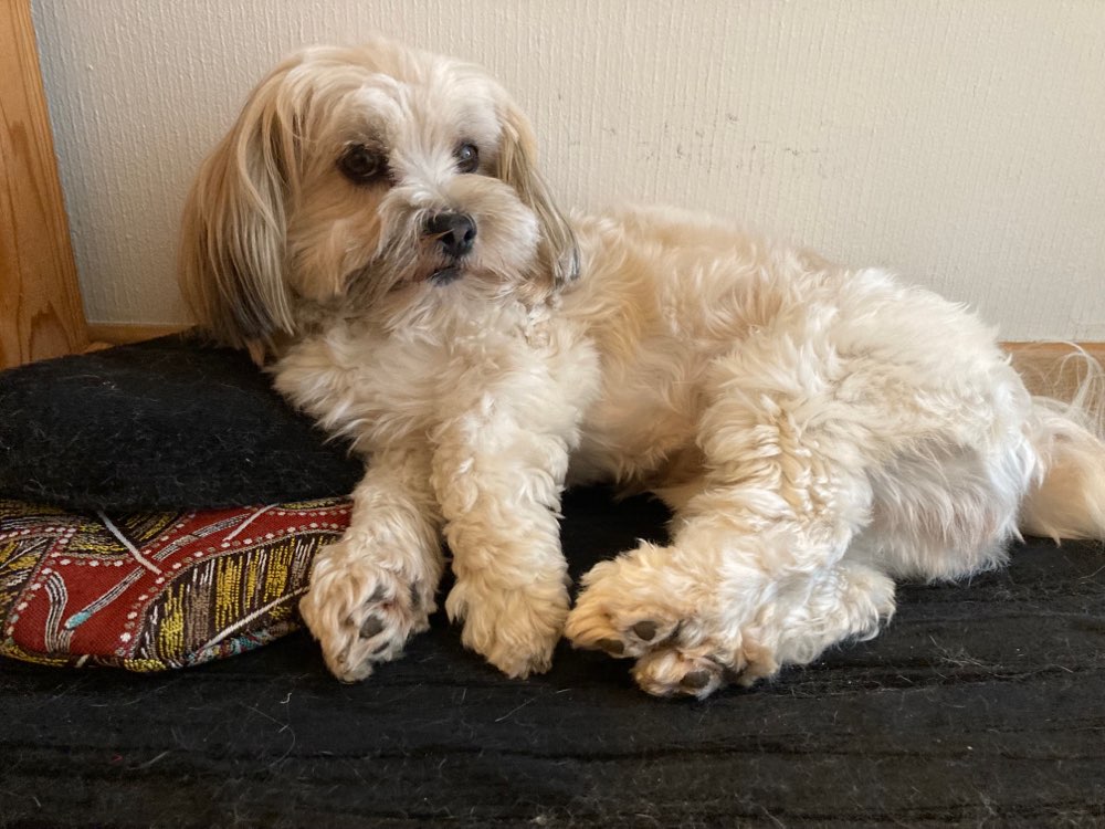 Hundetreffen-Kleine Hunde (z.B. Havaneser) spazieren gemeinsam in Region Luzern-Profilbild