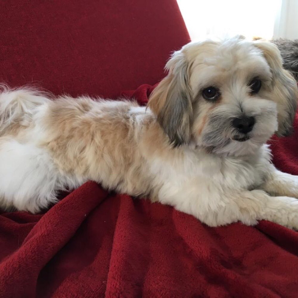 Hundetreffen-Spazieren auf dem Sonnenberg??? Für Havaneser und andere kleine Hunde🐶🐶🐶-Profilbild