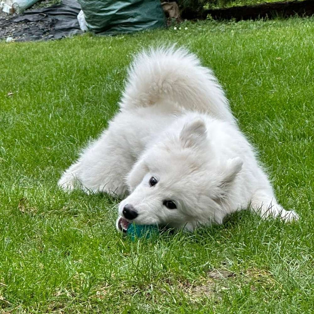 Hundetreffen-Junghunde zum Spielen gesucht in Maintal und Umgebung-Profilbild