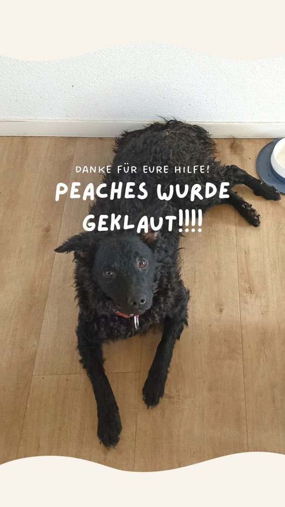 Suchmeldung-Peaches-Profilbild