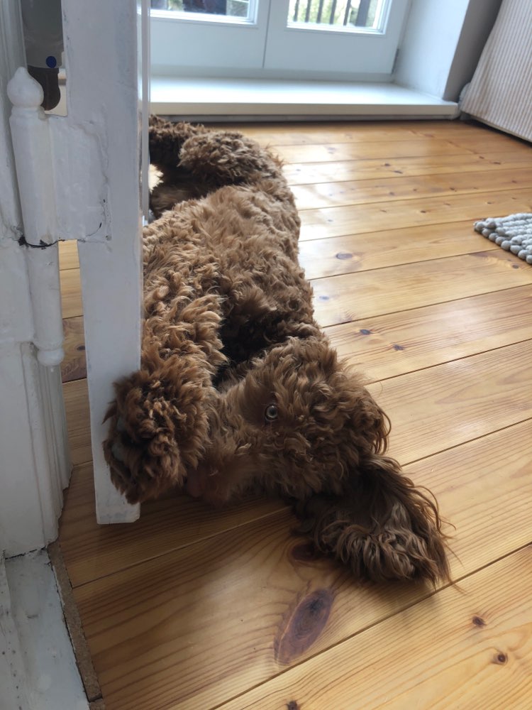 Hundetreffen-Treff Osterdeich-Profilbild