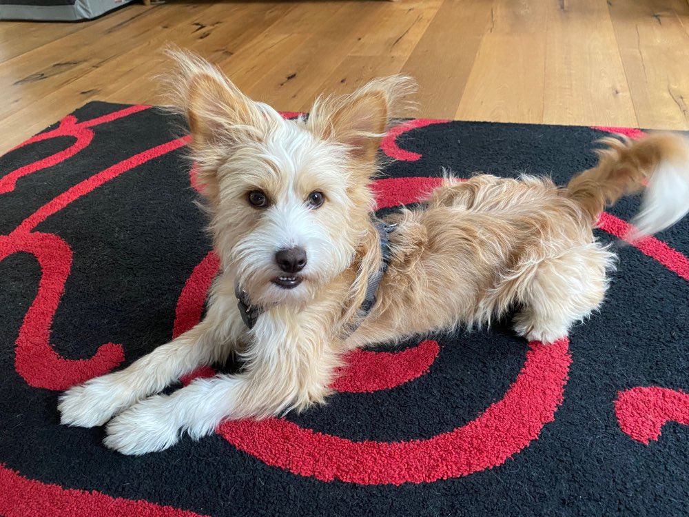 Hundetreffen-Hundetreff im Garten oder gemeinsamer Spaziergang-Profilbild