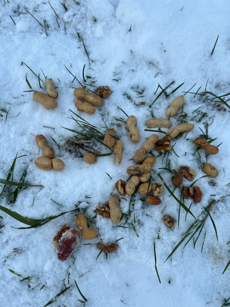 Giftköder-Eventuell Giftköder-Profilbild