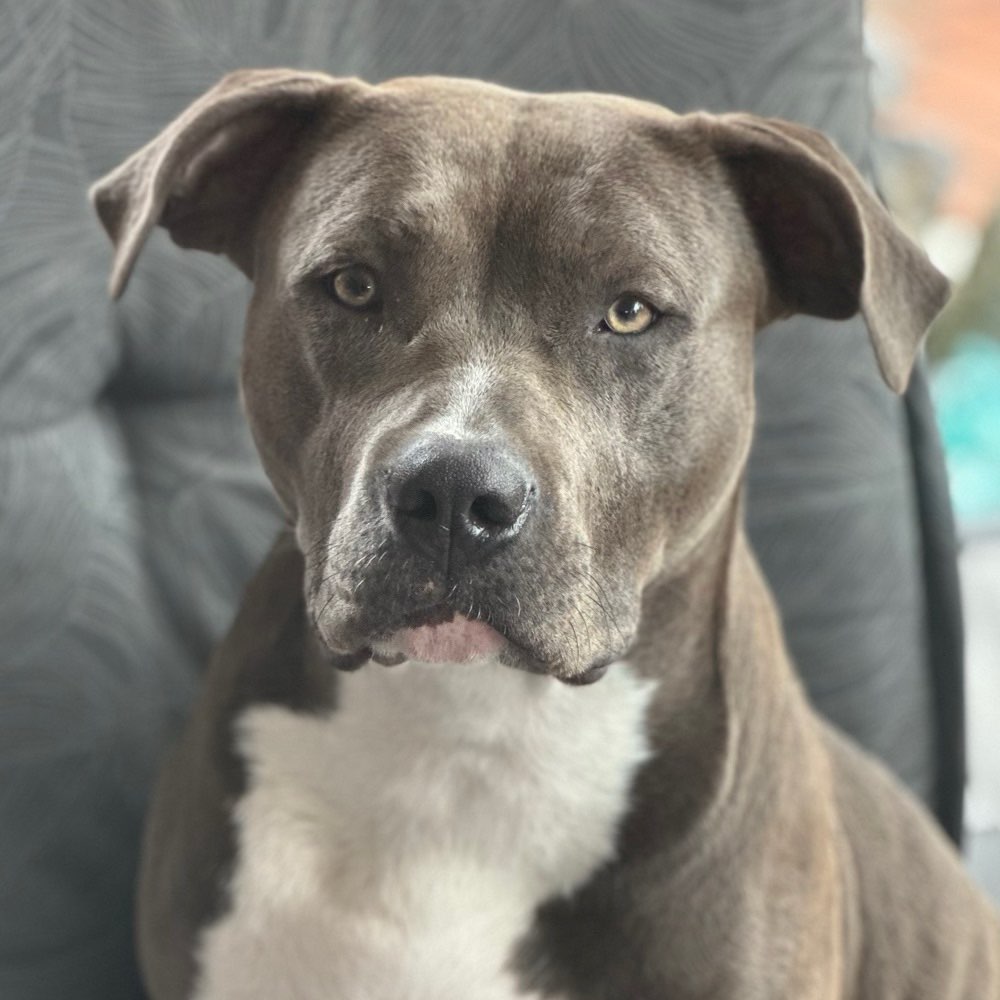 Hundetreffen-Traningspatner-Profilbild