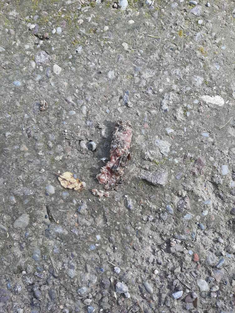 Giftköder-Giftköder Hackfleisch mit Nägeln-Profilbild