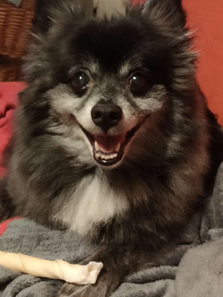 Hundetreffen-Gassy und Spiele Treff-Profilbild