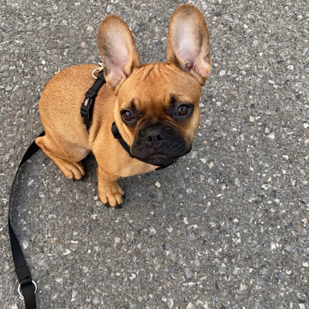 Hundetreffen-Treffen zum Spielen/ spazieren gehen-Profilbild