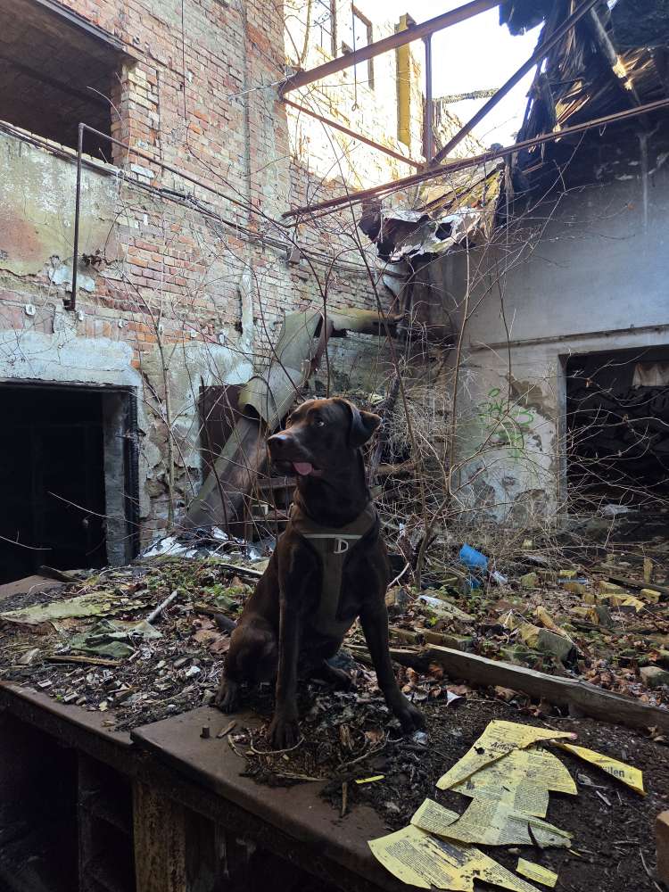 Hundetreffen-Spieltreffen/Sozialwalks gemeinsames erkunden im/am Auwald/Cossi-Profilbild