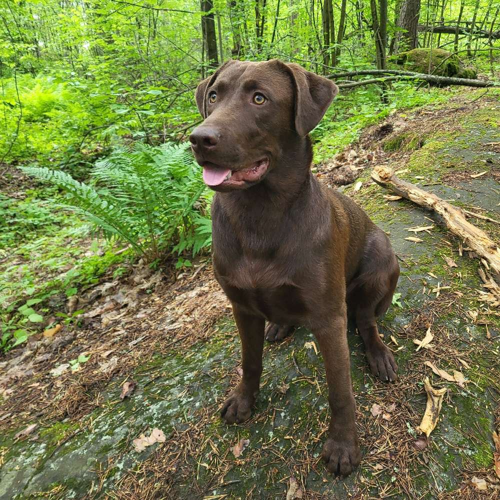 Hundetreffen-Spieltreffen/Sozialwalks gemeinsame Ausflüge-Profilbild