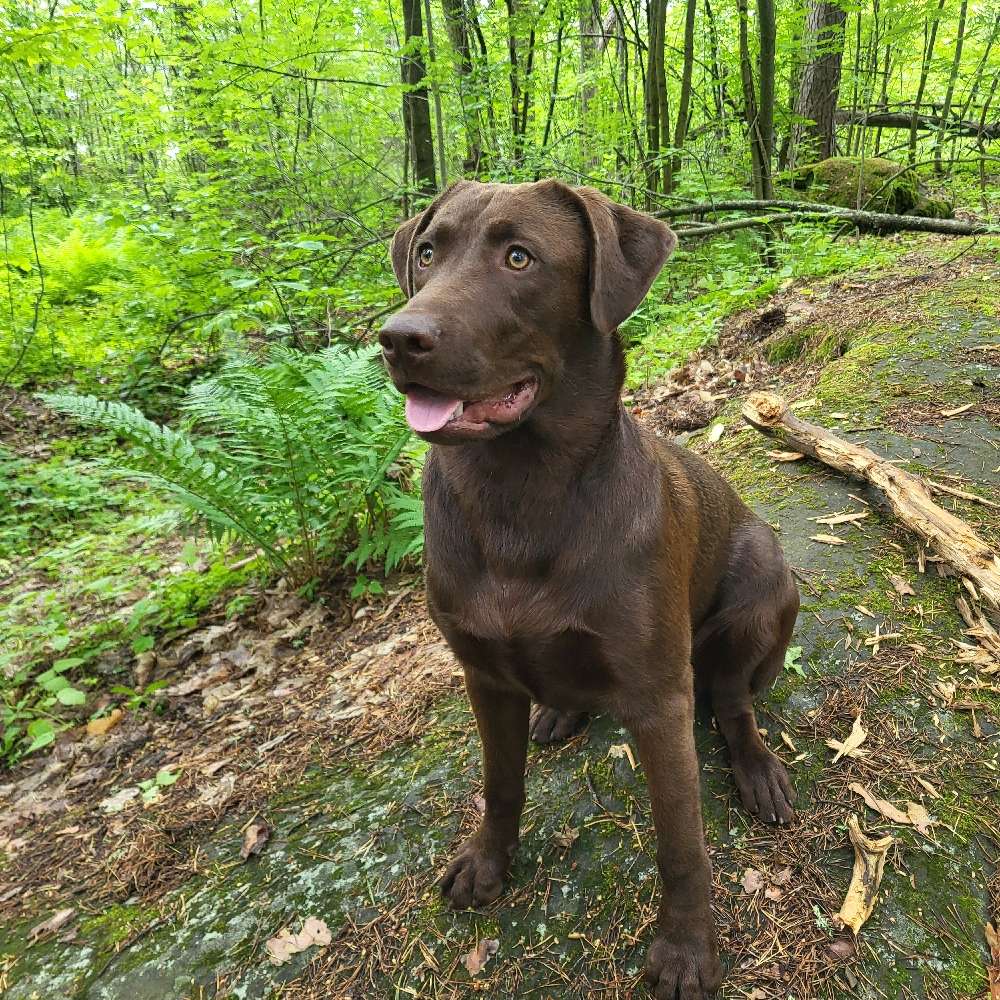 Hundetreffen-Spieltreffen/Sozialwalks gemeinsame Ausflüge-Profilbild