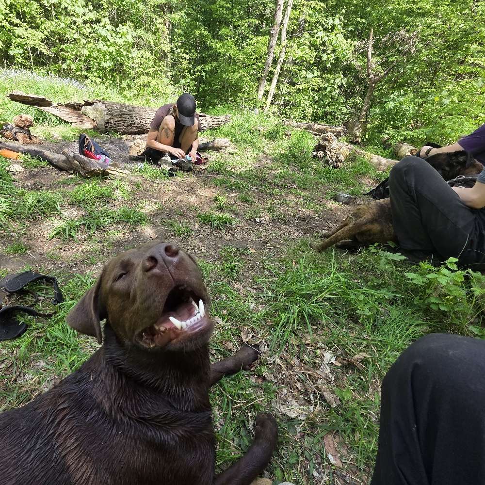 Hundetreffen-Gemeinsame Runden im Auwald-Profilbild