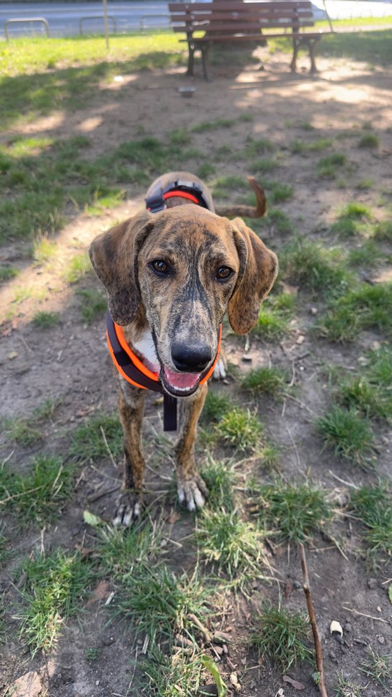 Hundetreffen-Kevin sucht Spielkameraden-Profilbild