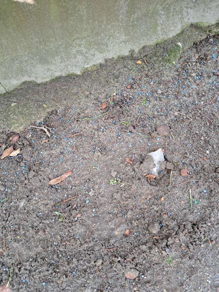 Giftköder-Blaukorn auf dem Gehweg-Profilbild