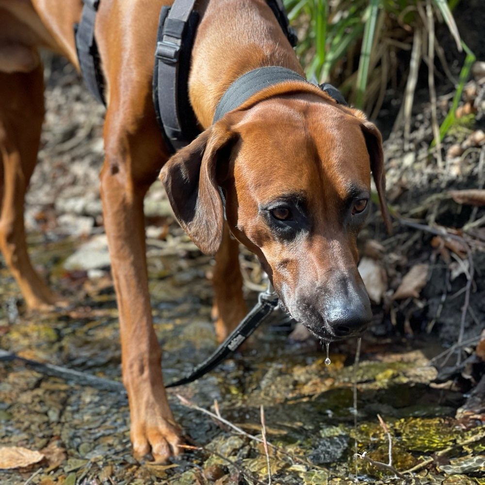 Hundetreffen-Trainings-/Spielpartner gesucht-Profilbild