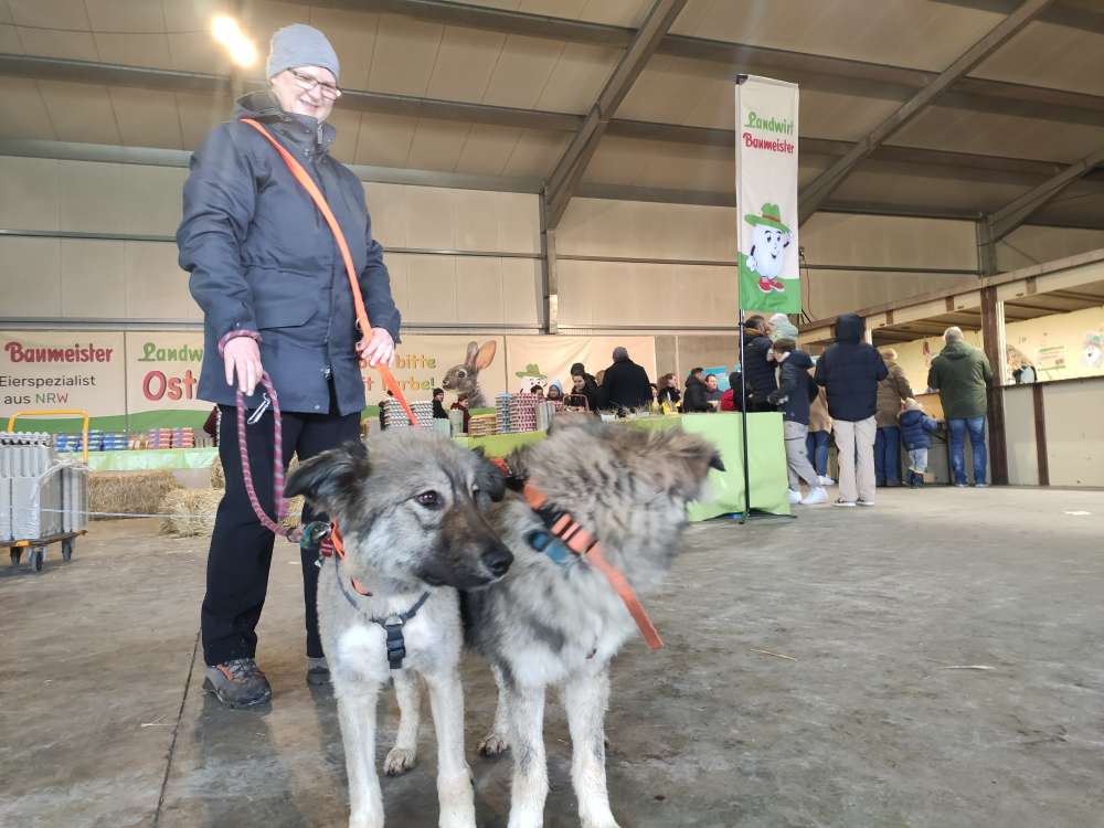 Hundetreffen-Hundekumpel treffen 👋-Profilbild