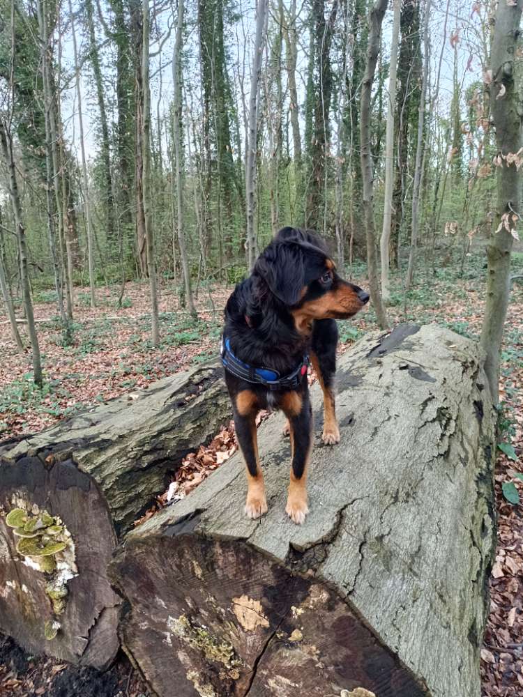 Hundetreffen-Hundekumpel für Balou gesucht und am Anfang der Leine ein netter Mensch zum quasseln für Herrchen-Profilbild