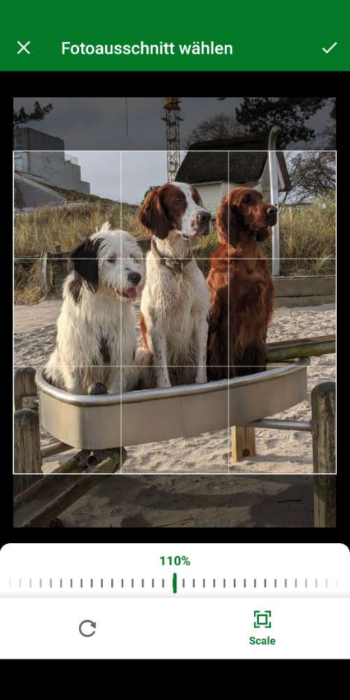 Hundetreffen-Nachmittagsspaziergang-Profilbild