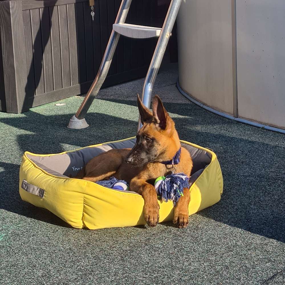 Hundetreffen-Etwas spazieren gehen wer Zeit hat-Profilbild