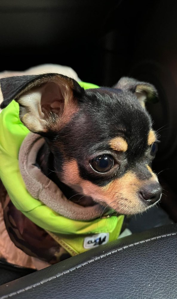 Hundetreffen-Frida sucht einen Spielkameraden-Profilbild