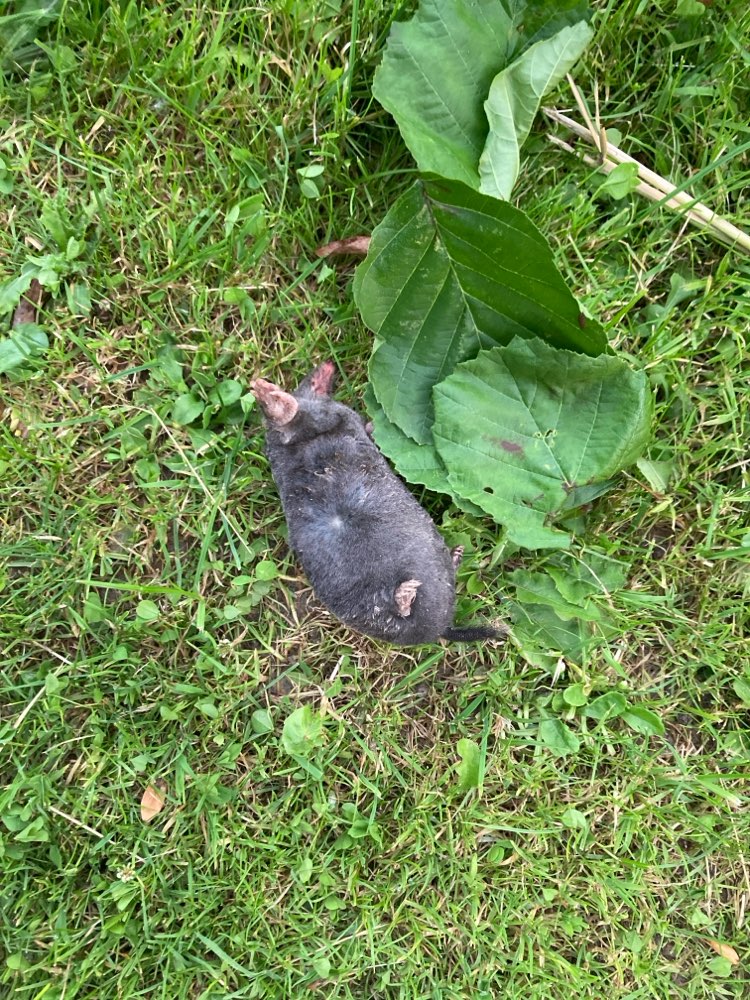 Giftköder-Toter Maulwurf-Profilbild
