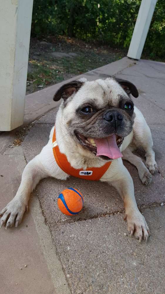 Hundetreffen-Mops Treffen-Profilbild