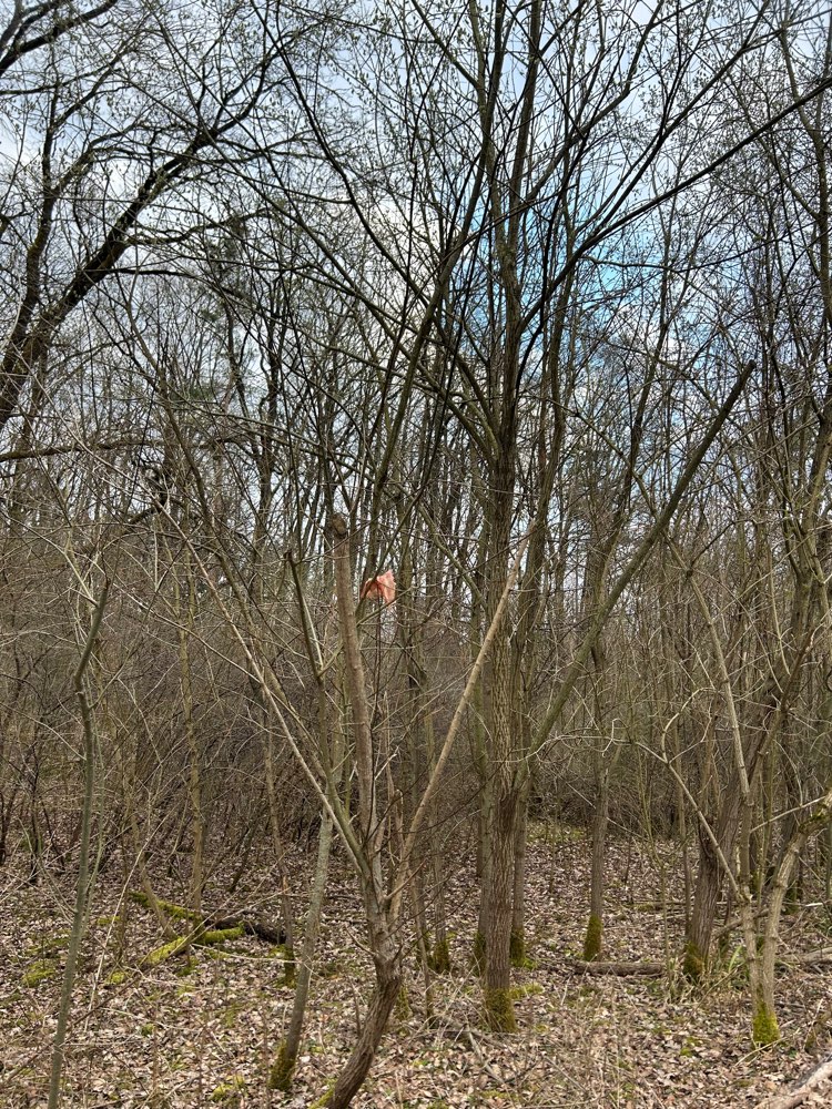 Giftköder-Aufgespießtes Fleisch-Profilbild