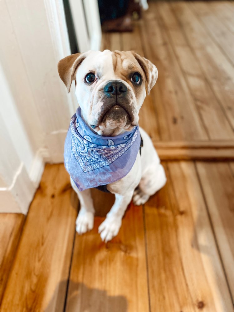 Hundetreffen-Play Date Friedrichshain-Profilbild