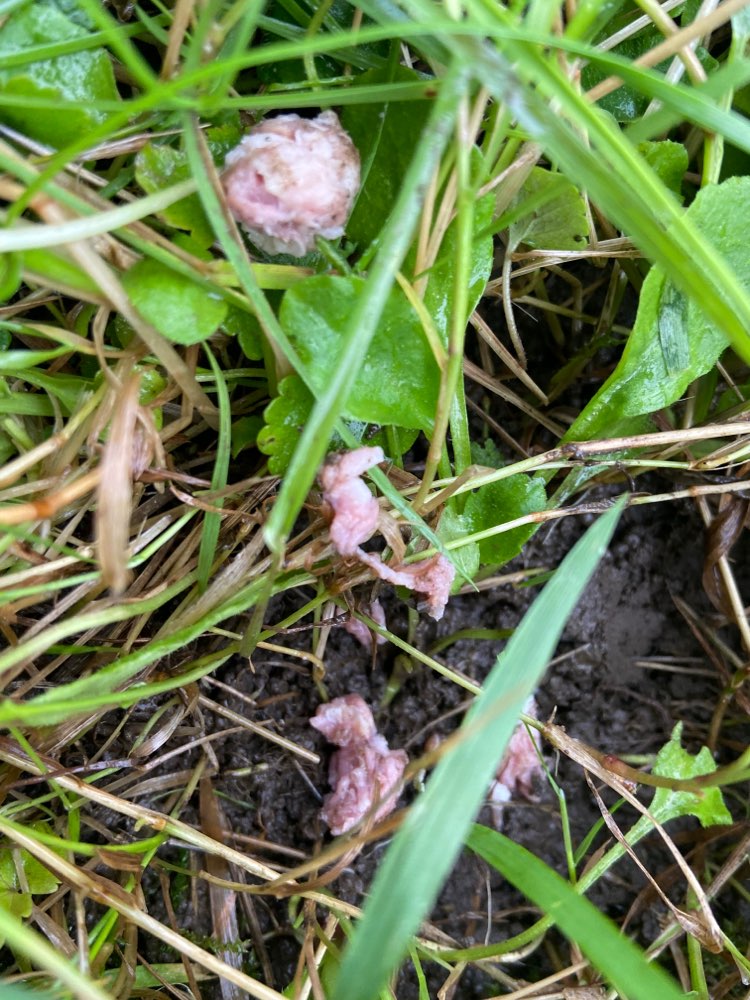 Giftköder-Verdächtige Fleischbällchen-Profilbild