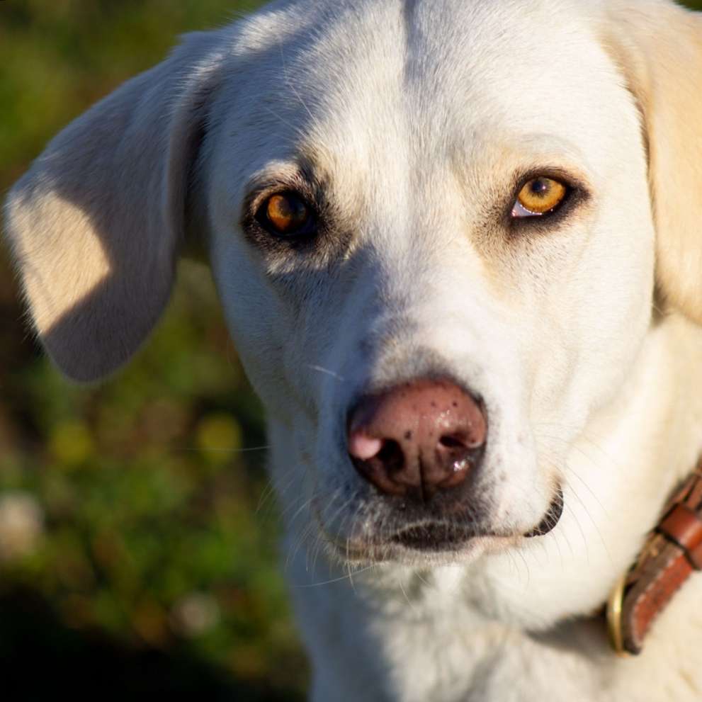 Ersteller:in Training für gestellte Hundebegegnung Profilbild