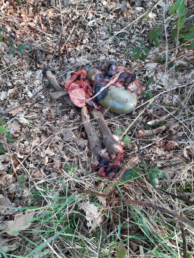 Giftköder-Innereien und Läufe eines Rehes-Profilbild