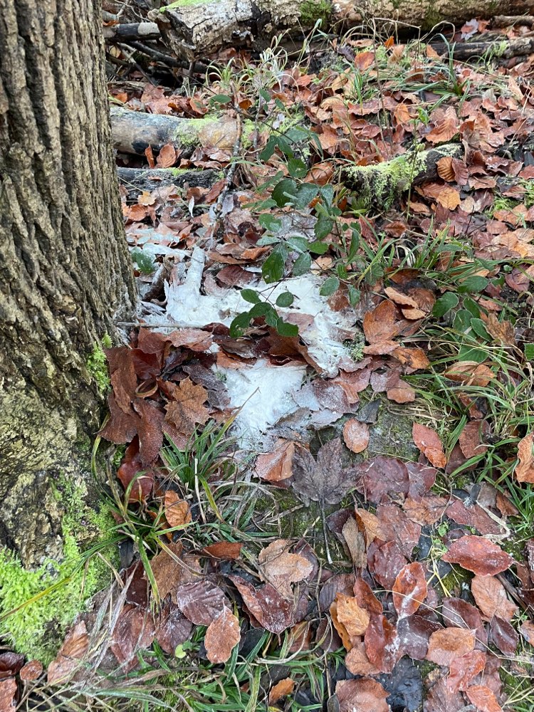 Giftköder-Weißes Pulver-Profilbild