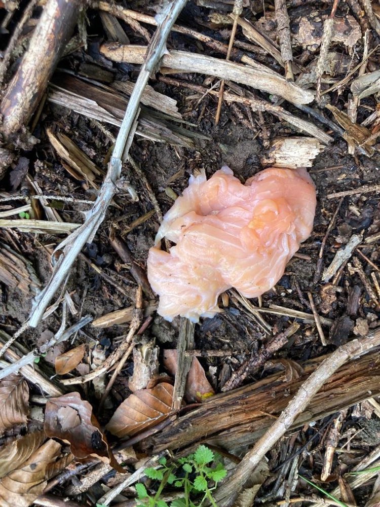 Giftköder-Fisch im Wald? Evtl. Giftköder-Profilbild