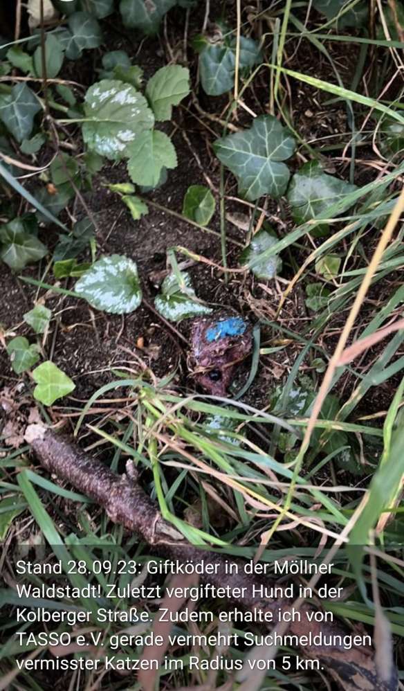 Giftköder-Giftköder Rattengift-Profilbild