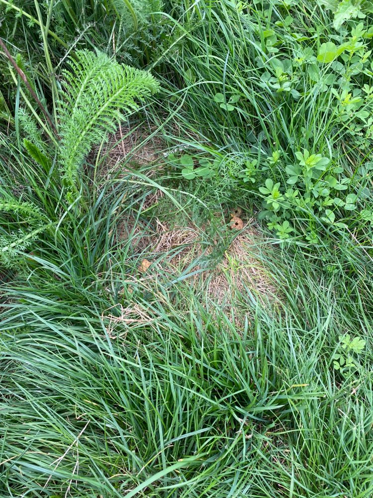 Giftköder-Futter liegt in der Wiese verteilt-Profilbild