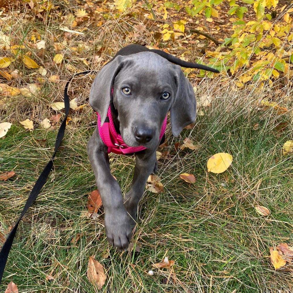 Hundetreffen-Welpentreff Rathenow-Profilbild