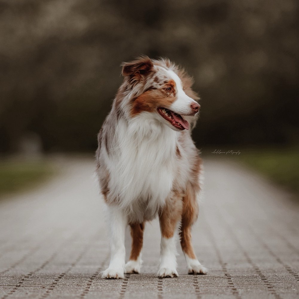 Hundetreffen-Leinenspaziergang / Training-Profilbild