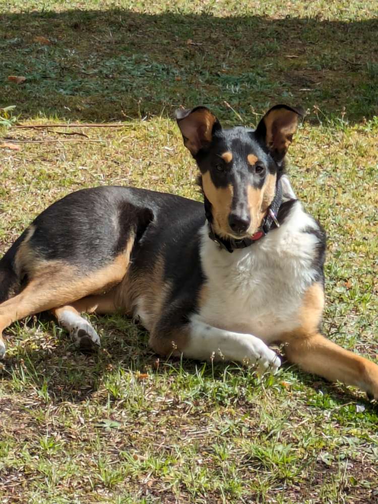 Hundetreffen-Spaziergang und Spielen-Profilbild