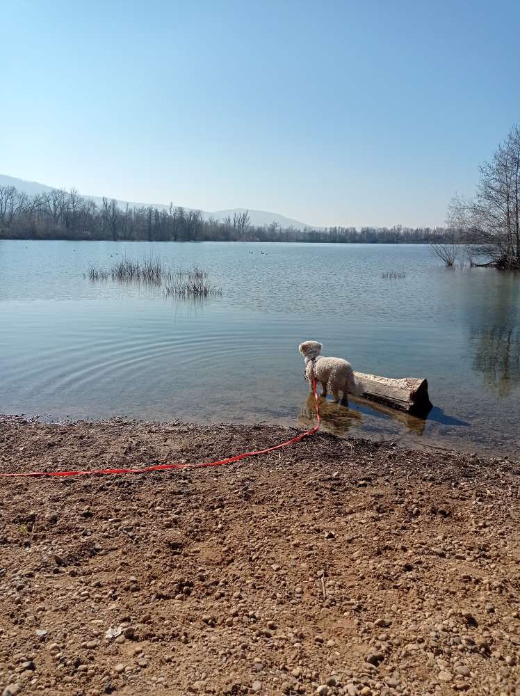 Hundetreffen-Gassi-/Spielrunde-Profilbild