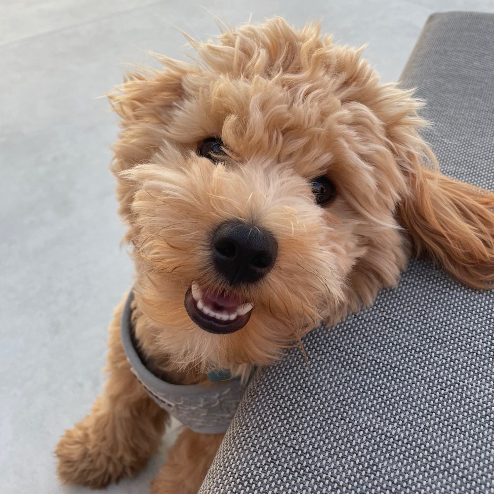 Hundetreffen-Gemeinsame Spielrunden und/oder Gassirunden-Profilbild