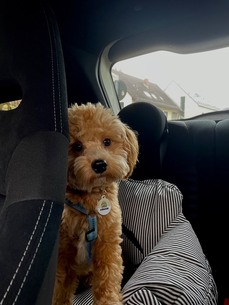 Hundetreffen-Gemeinsame Spielrunden und/oder Gassirunden-Profilbild