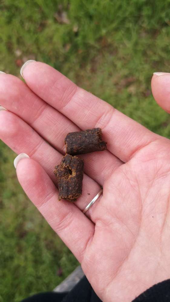 Giftköder-Erneut Hundecracker im hohem Gras-Profilbild