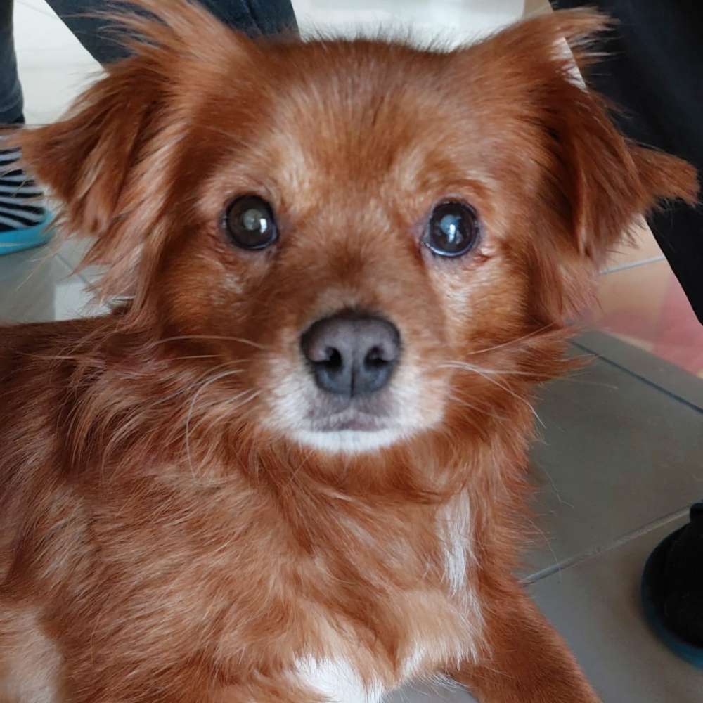 Hundetreffen-Hundefreunde im Waldblick 🐶-Profilbild