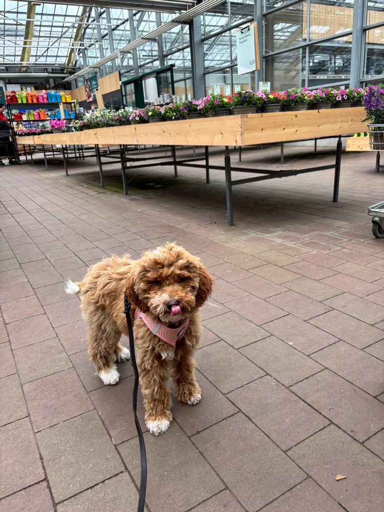 Hundetreffen-Welpen-Junghund-Treffen-Profilbild