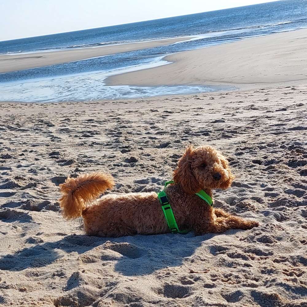 Hundetreffen-Gassirunde mit Gleichgesinnten-Profilbild