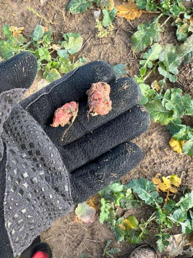 Giftköder-Goftköder-Profilbild