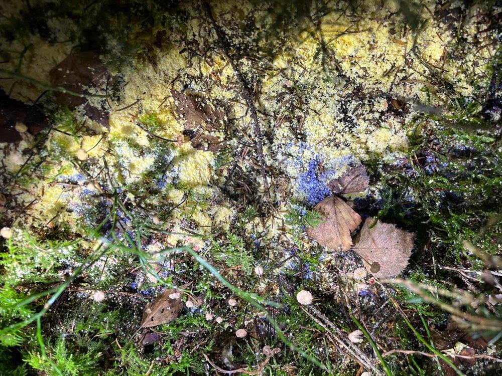 Giftköder-Vermutlich Giftköder-Profilbild