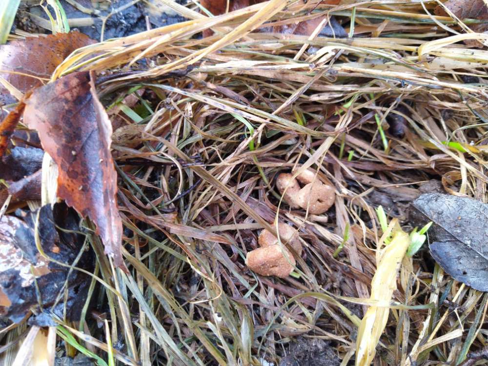 Giftköder-Achtung! Mögliche Giftköder!-Profilbild